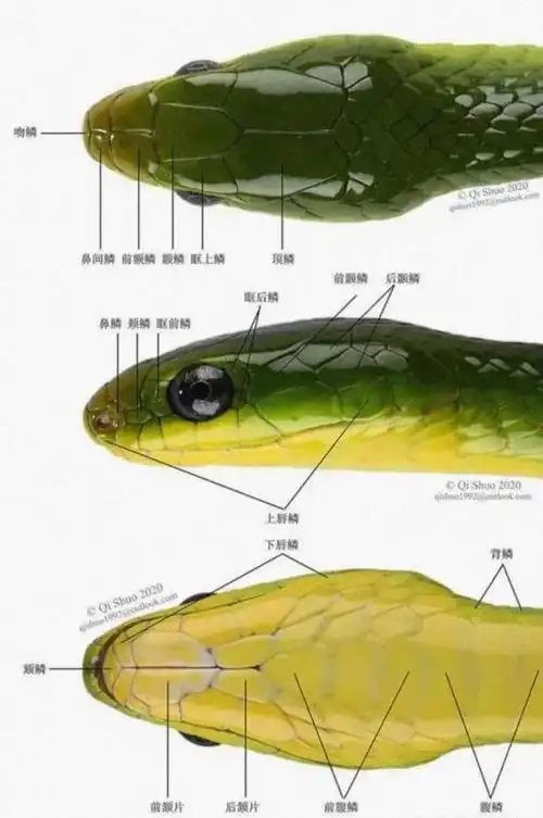 你知道为什么打蛇打七寸吗?