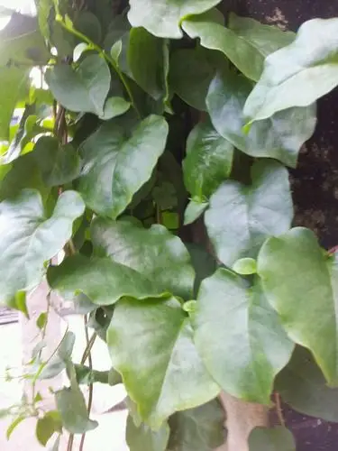 三七新鲜叶土野生田七叶川七叶现采植株其他药食同源食品