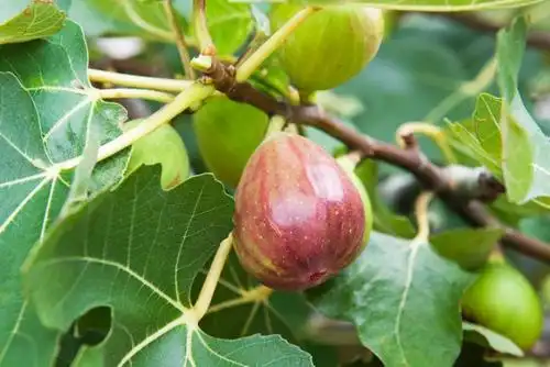 请问这是什么果实急急