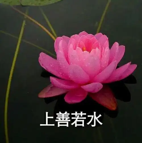 父母喜欢的微信头像有哪些