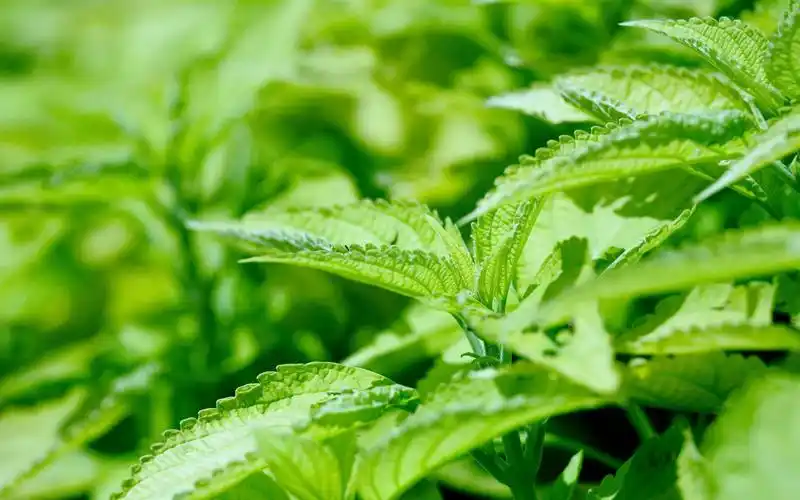 护眼绿叶壁纸干净背景图片