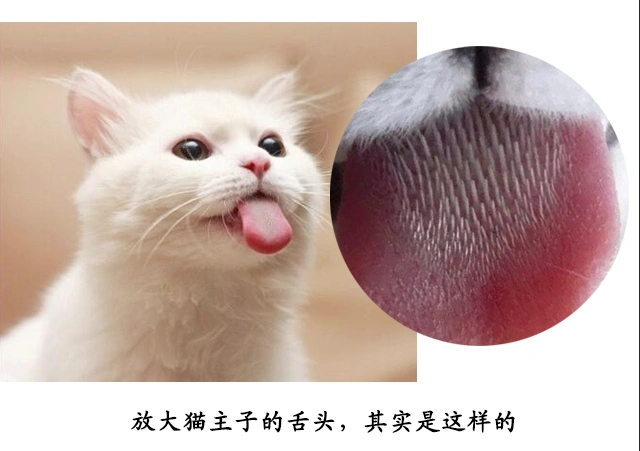 关于猫舌头的一些 不为人知的秘密——一般人我不告诉他