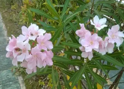 柳桃有毒吗可以放在室内养吗