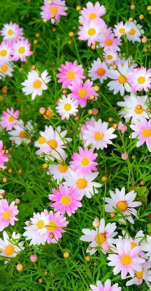 植物花卉高清壁纸护眼唯美小清新挺养眼的