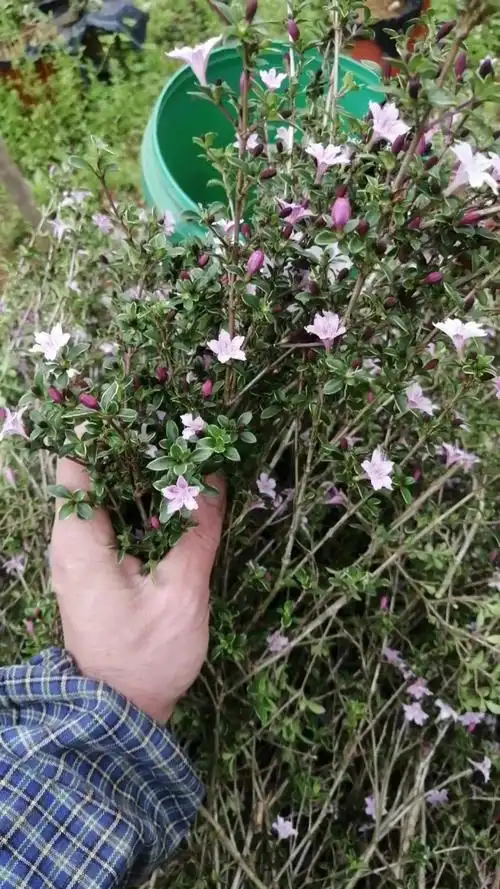 盆景#准备扦插～红花六月雪
