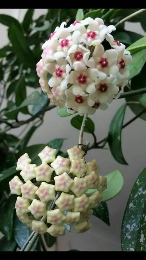 我家的《球兰花》