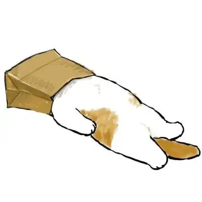 可爱猫头像萌萌哒图片躺着的猫咪也太萌了