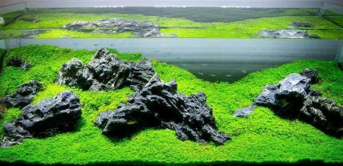 草缸造景(水景造景培训哪里好)