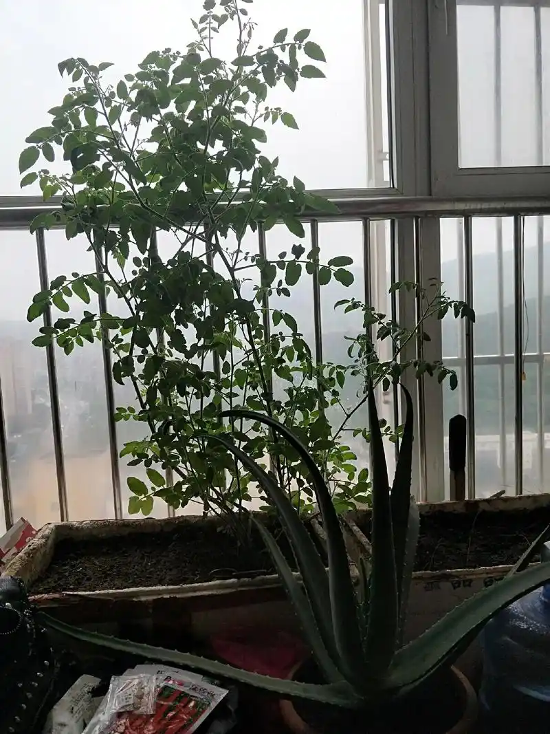 谁告诉这是盆栽小番茄来着,你出来解释下.我买的盆栽小西红柿, - 抖音