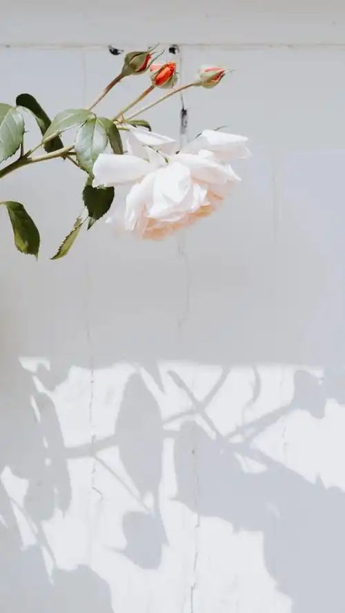 花卉背景图,花朵