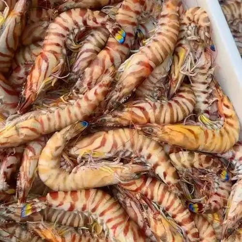 批发冷冻竹节虾纯干无冰斑马大虎虾婚宴餐饮家庭宴会-阿里巴巴