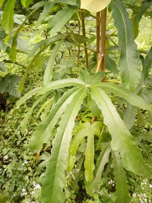 给大家科普一下,七指毛桃其味道和功效与五指毛桃相同,又比五指毛桃更