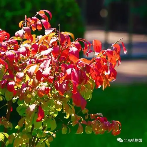 秋日里的烈火丹心密冠卫矛