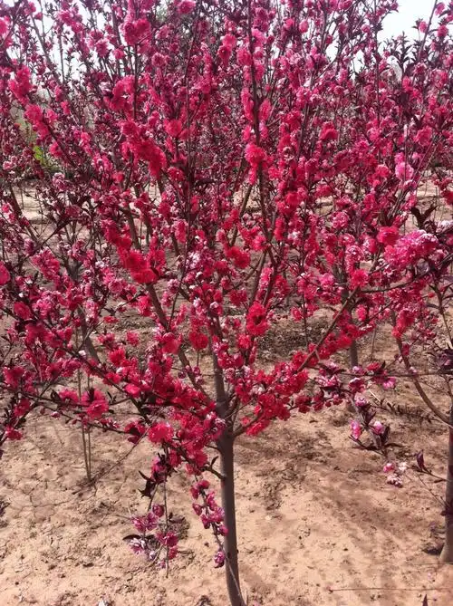 紫叶碧桃(紫叶碧桃拉丁名)