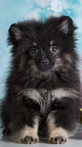 wallpaper cute puppy and flowers 2880x1800 hd picture, image