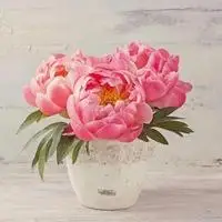 以上是关于牡丹花 国花高贵的牡丹花朵头像的高清图片,微信花草植物