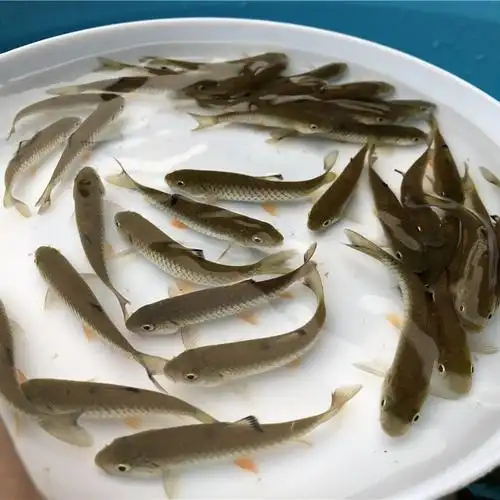 优质光倒刺鲃鱼苗光鱼苗军鱼鱼苗批发出售广州鱼苗养殖基地直供光倒刺