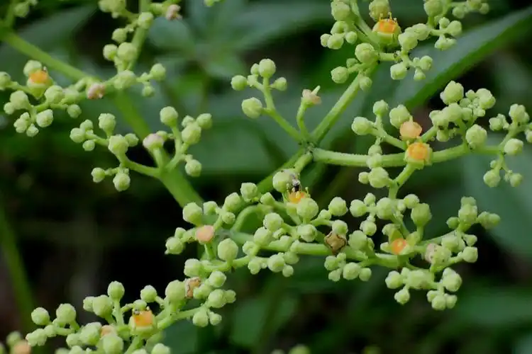 【乌蔹莓】葡萄科,乌蔹莓属