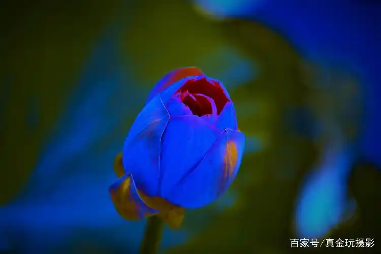 终生难得一见的彩色荷花请欣赏