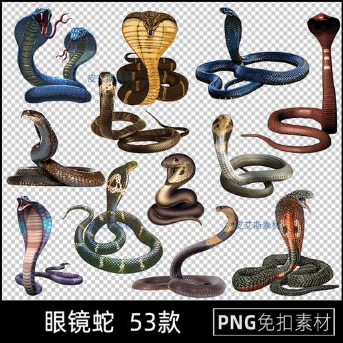 png免抠眼镜蛇图片卡通透明背景插图ps设计素材