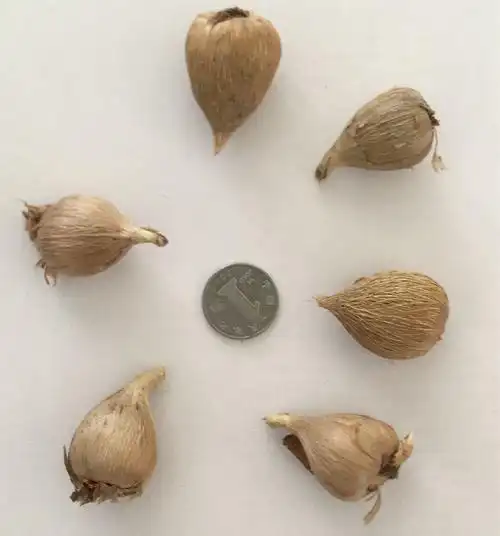 球根花卉香雪兰种球重瓣小苍兰种子秋冬季易活室内种球