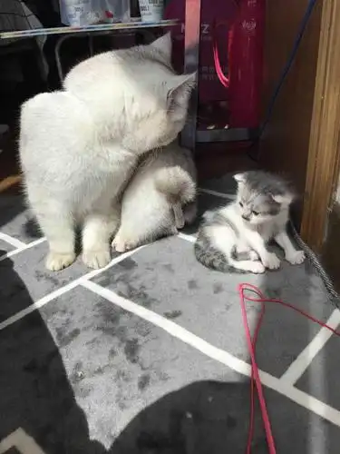 土猫能和英短q配种吗?