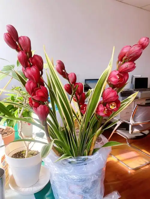 金边大红袍兰花