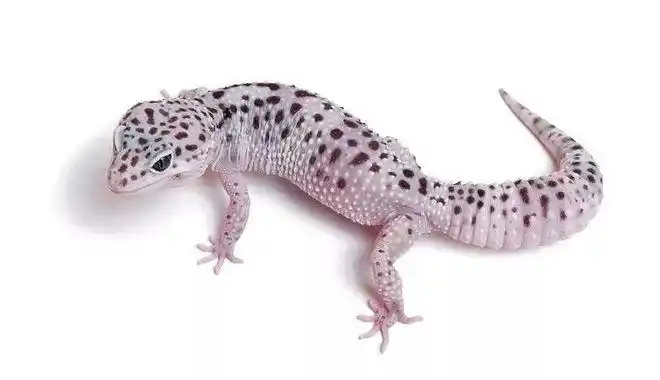 雪花类豹纹守宫概要snowedition