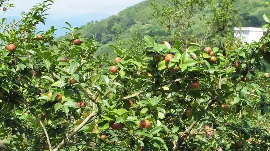 长满"黄金果"的油茶果树.图片来源:四会电视
