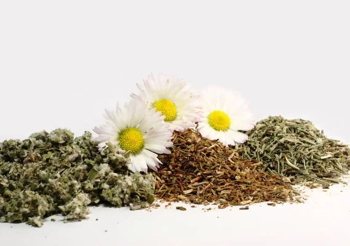 白菊花,野菊花,分清这一点,才能事半功倍.