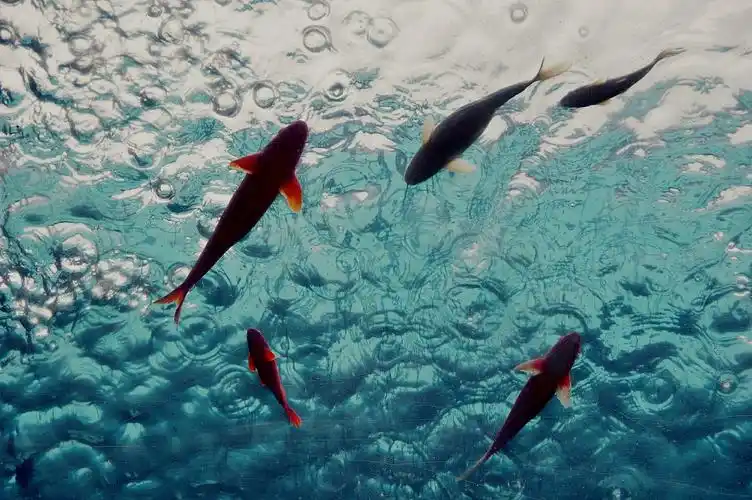 一天到晚游泳的鱼