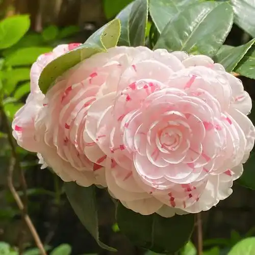 白色十八学士山茶花树苗盆栽地栽庭院阳台花卉植物室内花园好养活