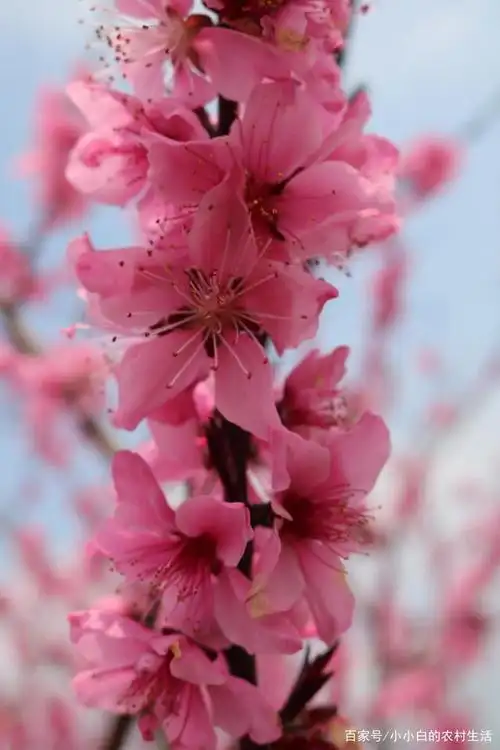 粉红的世界,粉红的桃花