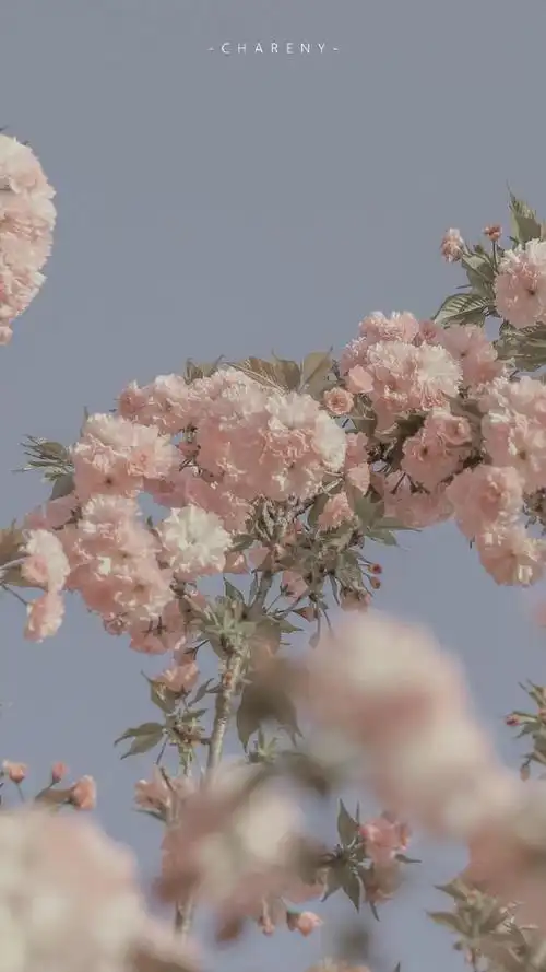 唯美图片无水印##小清新壁纸