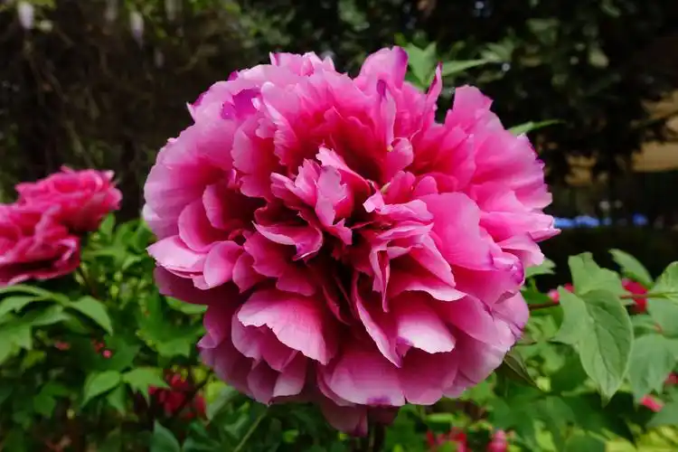 洛阳牡丹甲天下