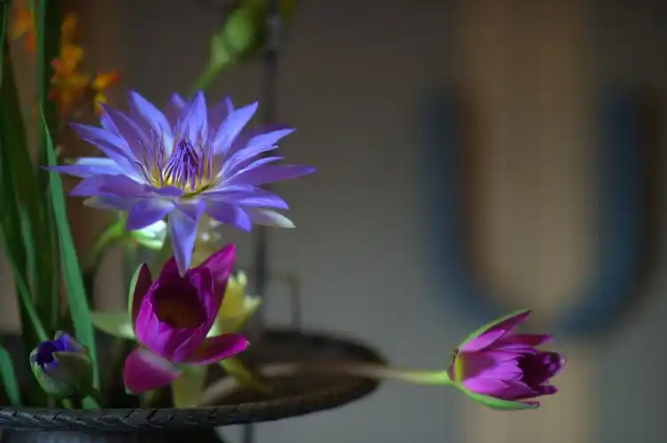 蓝染青山的纱缦前一幅慢字在清雅的缸花映衬下瞬间将人们带入禅的意境