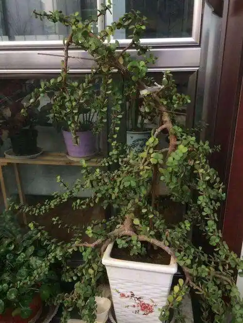 金枝玉叶有毒吗金枝玉叶烂根怎么办