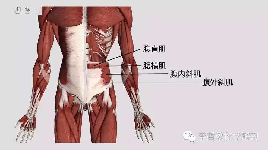 腹横肌腹内斜肌腹外斜肌腹外斜肌,腹内斜肌,腹横肌,腹直肌.