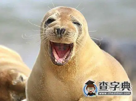 搞笑图片 - 查字典