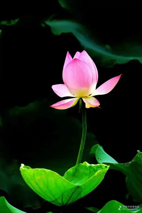 1200_1800竖版 竖屏