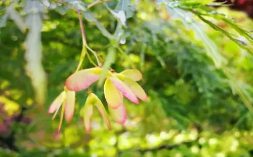 赏花节|醉美的鸡爪槭花
