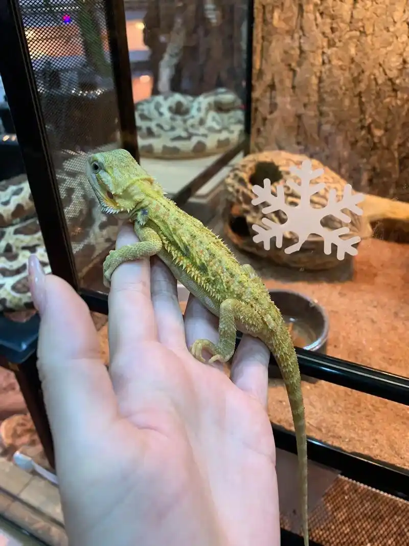 鬃狮蜥.黄色系的,年底显贵气#爬宠 #鬃狮蜥 - 抖音