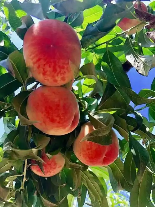 有吃白粉桃的宝子们么