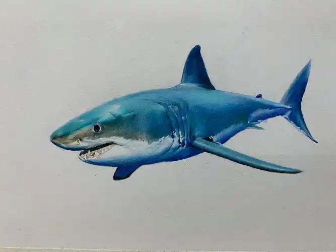 彩铅练习「鲨鱼」