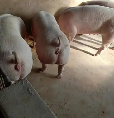 太湖原种母猪江苏连云港