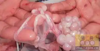 一例后备母猪长期不发情解剖分析