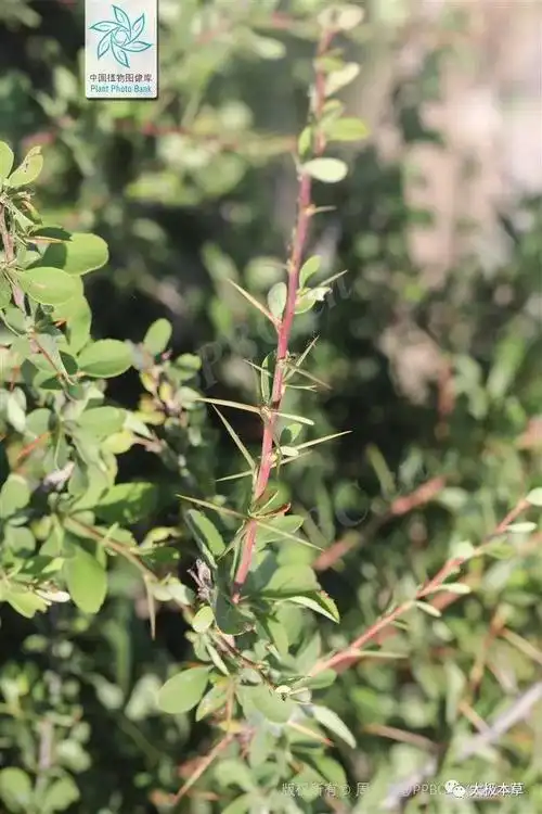 三颗针,咱老百姓用于阑尾炎,尿道炎,耳朵流脓的良药_网易订阅