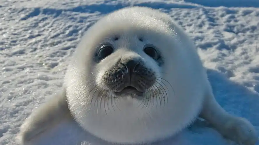 【冷知识】海豹的眼睛总是泪汪汪的并不是在卖萌