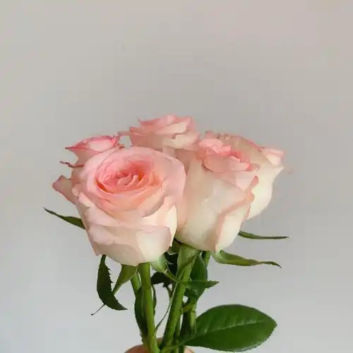 我命运般的爱莎玫瑰