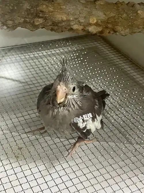 黑牛玄凤起什么名字好呢